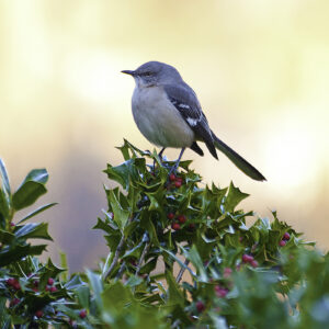 bird in holly